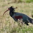 Un Ibis chauve dans les Landes